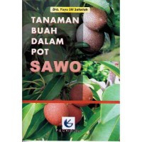 Image of Tanaman Buah Dalam Pot Sawo